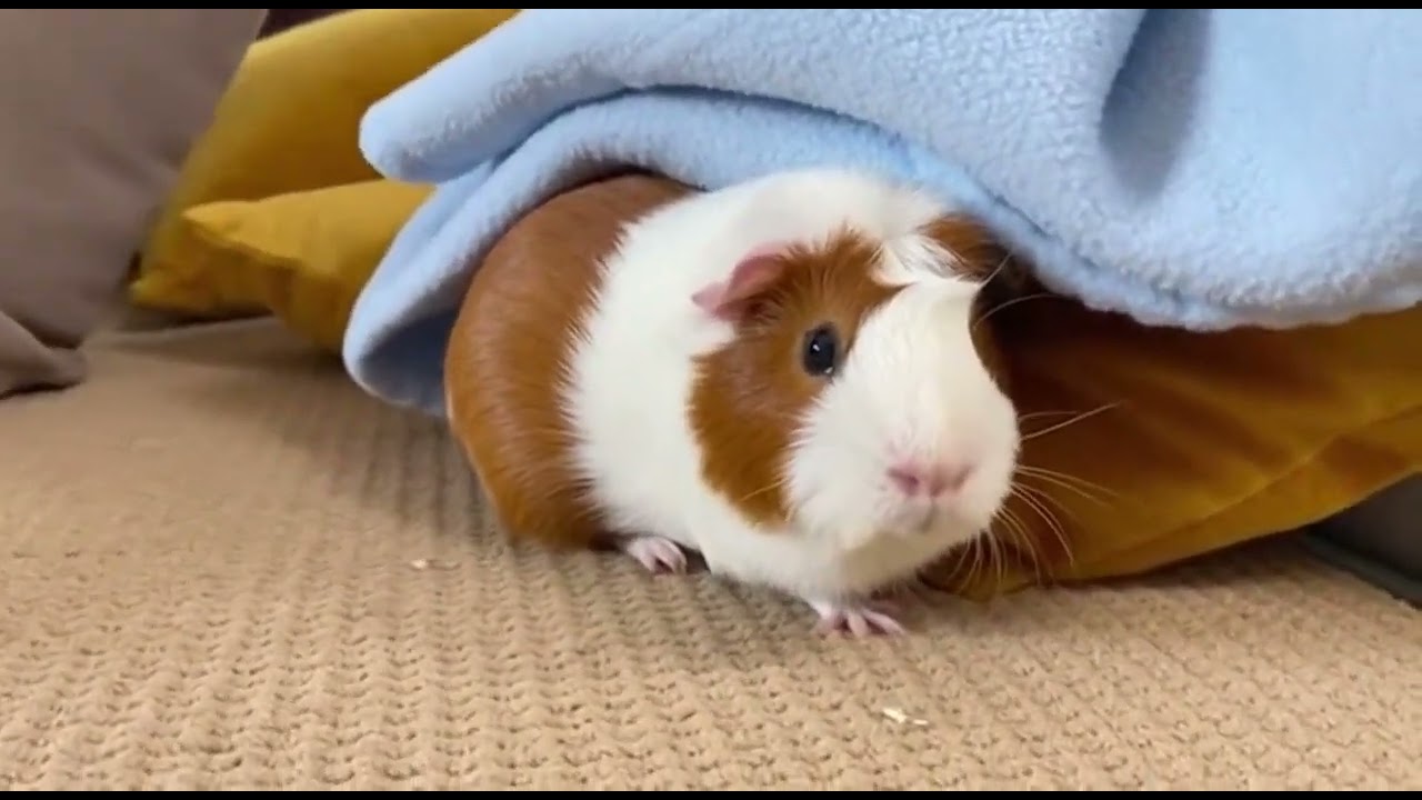 Unexpected Guinea Pig Moments That Make No Sense!