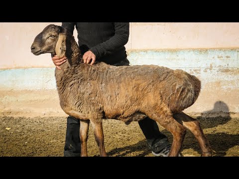 Достигают 200 кг веса. Таджикистан развивает уникальную гиссарскую породу овец