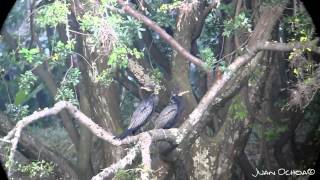 Phalacrocorax Brasili Ardea Herodias