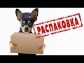 Распаковка покупок для собаки или что нужно для русского тоя