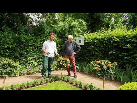 die-jubiläumsbepflanzung-im-mittleren-heckengarten---tipps-aus-dem-liebermann-garten---#5