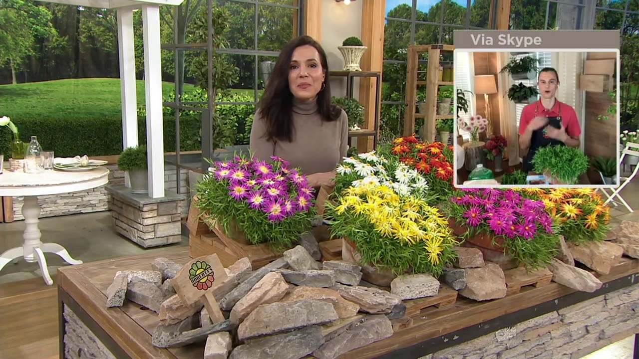 Roberta�s 6Piece Rock Crystal Hardy Succulent Live Ice