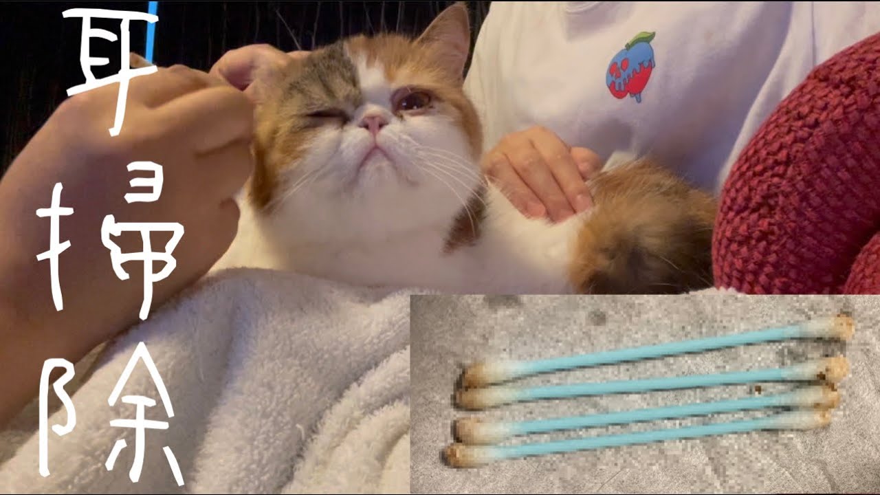 耳掃除でごっそり耳垢を取られてうっとりしてしまうモフモフ達【エキゾチックショートヘア】The cat 's ears are cleaning