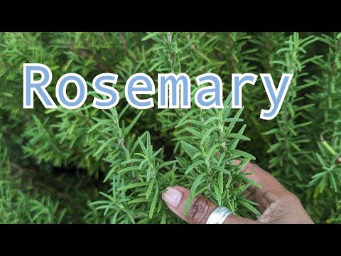 Rosemary - Day 16 of 22 Days of harvest - how I use it in cooking and for my hair, health benefits