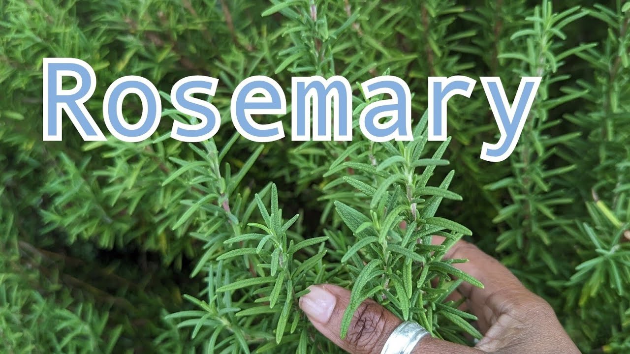Rosemary Day 16 of 22 Days of harvest how I use it in cooking and