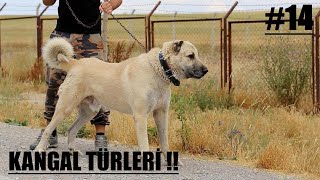 Ti̇ktok Köpek Vi̇deolari Kirma Kangallar