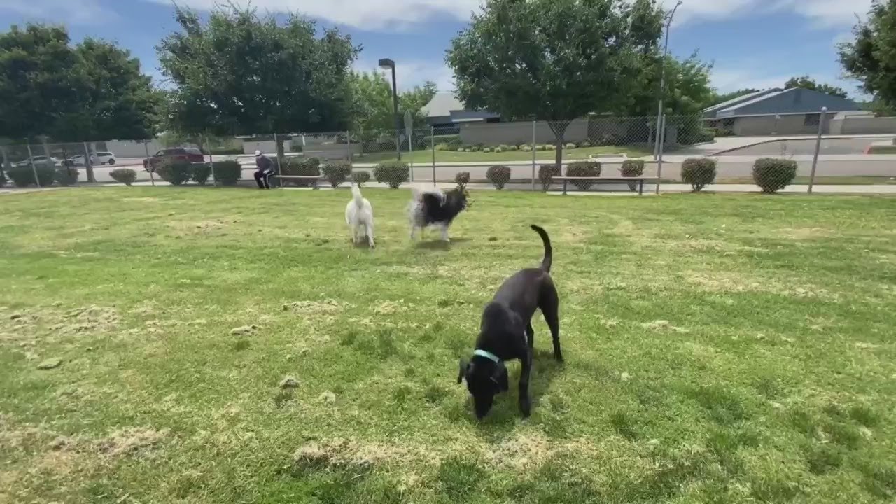 Dog parks reopening in Fresno by pets and humans alike YouTube