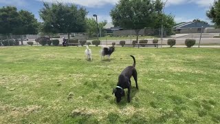 Dog parks reopening in Fresno welcomed by pets and humans alike