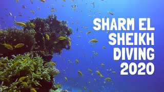 Sharm El Sheikh Diving 2020