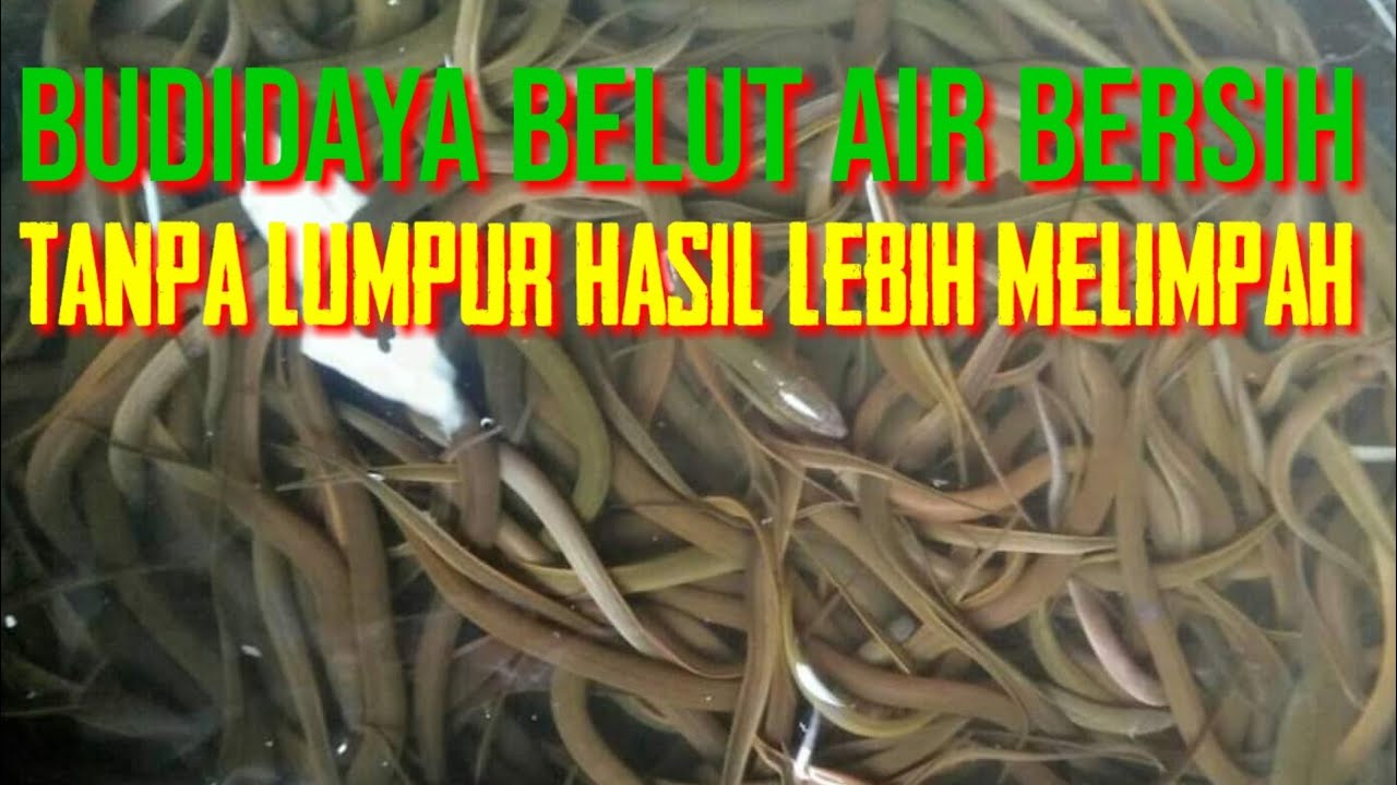 TERNAK BELUT AIR BERSIH TANPA LUMPUR UNTUNG JUTAAN 