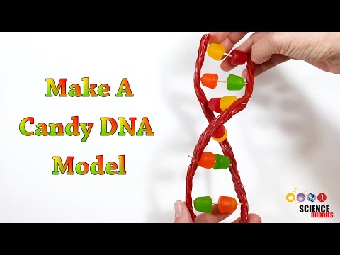 Make A Candy DNA Model!