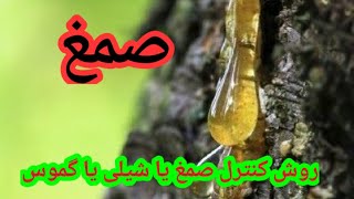 شیره زردالو|صمغ چیست؟  چگونه صمغ را کنترل  کنیم؟ شیلی یا گموسیس چیست|چطور گاموس درختان را کنترل کنیم screenshot 5