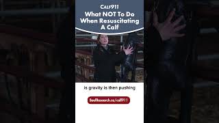 Do not hang calves to get them breathing  #calf911 #calving #beefcattle