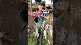 Lauk Batur Moal Dijual #edisimancing #ikanbaung #mancing #laukbatur #moaldikual