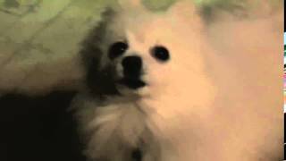 text to speech dog source text to speech dog source