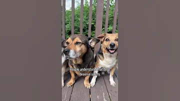 If Dogs Deserve Compassion Then People Do Too Shorts Dog 