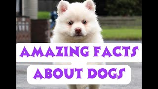 Facts about dogs