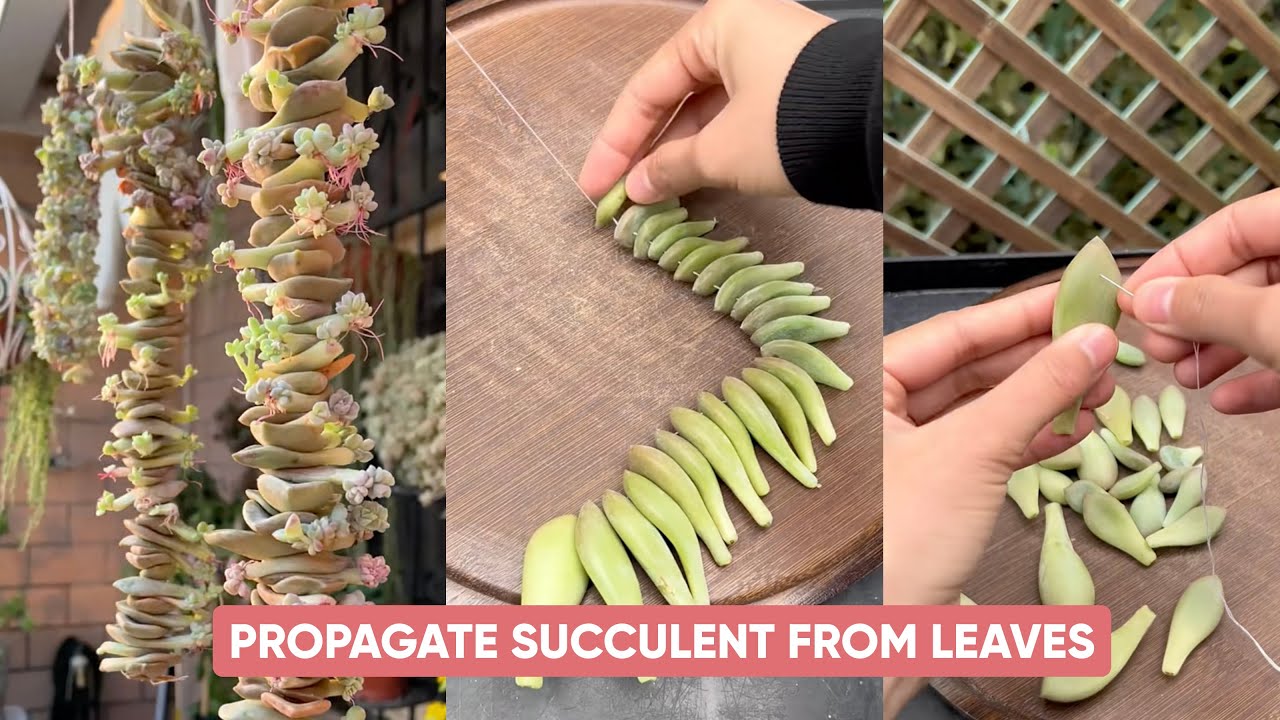 How to Propagate Succulent from Leaves | 多肉植物| 다육이들 | Suculentas - YouTube