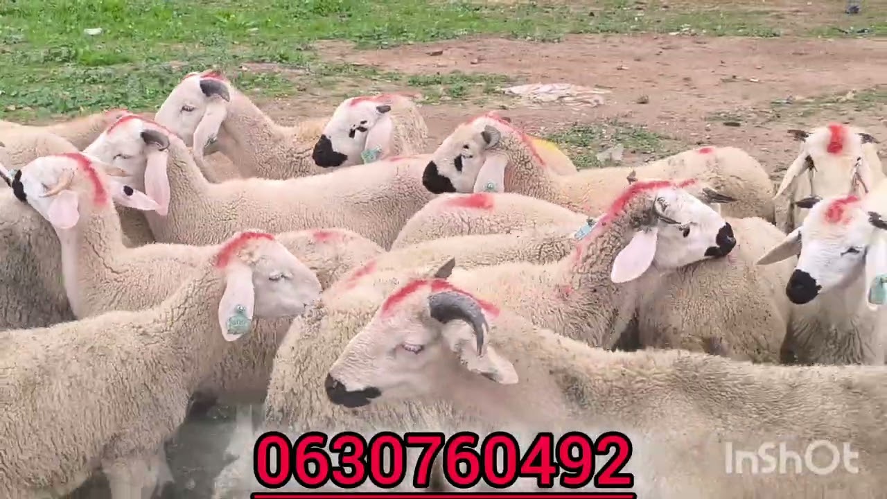  الخوت نهاركم مبروك كنتشركو معكم تمن تعا الخروف السردي سوق الاثنين إقليم قلعة السراغنة2026/2/2