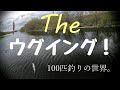 The ウグイング！100匹釣りに挑戦！　100匹釣れたのか？札幌市内を流れる豊平川でルアーとフライフィッシングで挑戦！豊平川でグイウー研究  fly fishing 100fishes　ワカサギも！