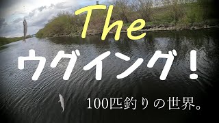The ウグイング！100匹釣りに挑戦！　100匹釣れたのか？札幌市内を流れる豊平川でルアーとフライフィッシングで挑戦！豊平川でグイウー研究  fly fishing 100fishes　ワカサギも！