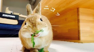 可愛くてちょっと笑えるうさぎのモグモグタイム #775