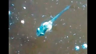 видео: Инфузория это просто и надежно картинка: Инфузория это просто и надежно