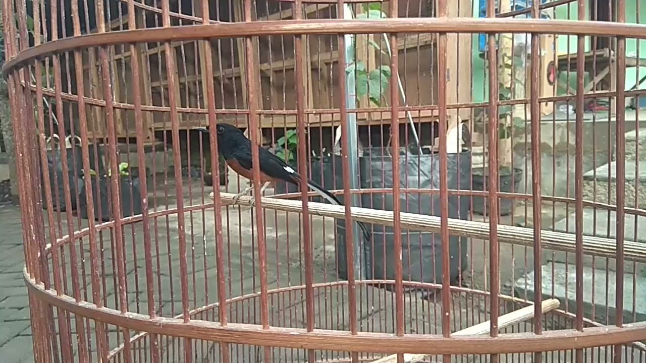 ciri ciri murai batu usia tua YANG WAJIB DI KETAHUI