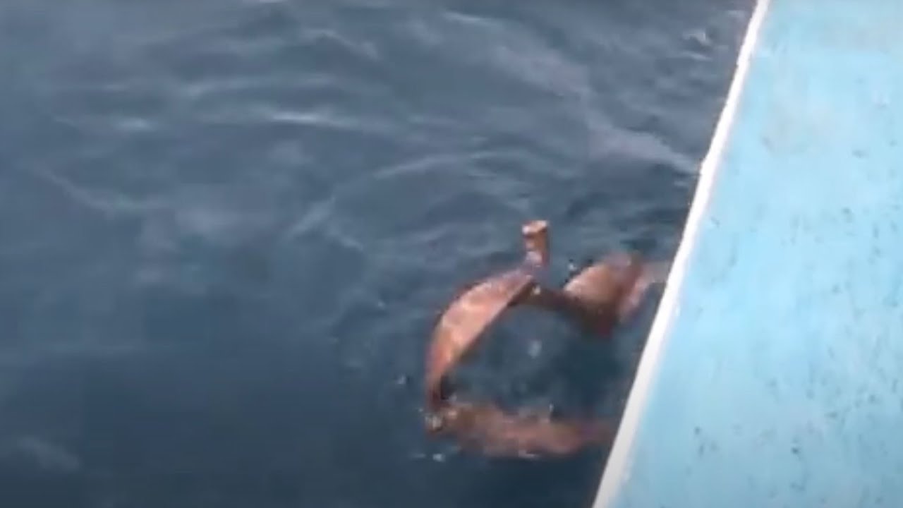 Mancing Belut Listrik di Laut - AWAS MANCING BELUT LISTRIK