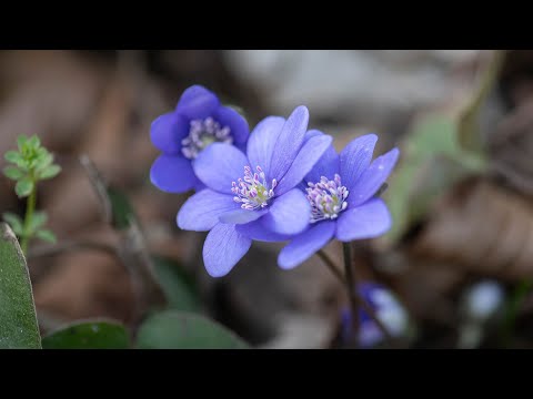8/03/26 - Spring floral boost, a little bit of magic. This episode is for the ladies, I guess.
