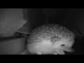 Ежик чихнул.Ты еще не видел как чихают ежики. You haven&#39;t seen hedgehogs sneeze yet.