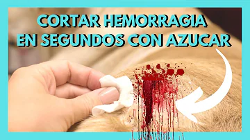 ¿Qué ponen los veterinarios en las uñas de los perros para que no sangren?