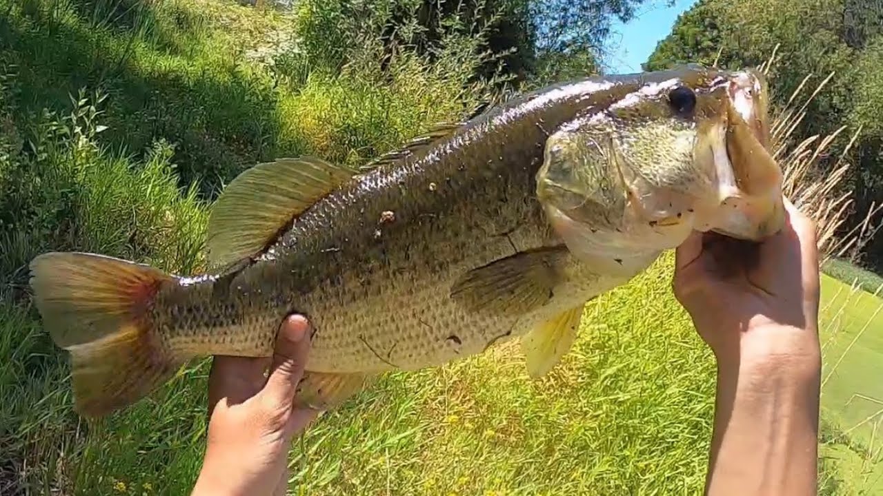 Small Hidden Private Pond, GIANT Largemouth Bass!?