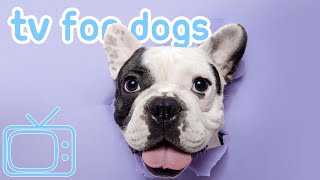 [NO ADS] Dog TV: Exciting Videos to Keep Your Dogs Attention! [NEW 2023]
