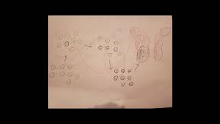 Long Scale Quantity Proportion