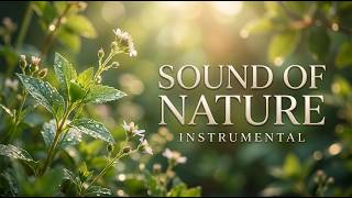 SOUND OF NATURE — Japanese Instrumental | 癒しの自然音と日本の音楽