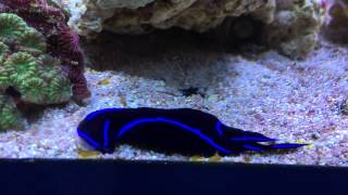 Blue Line Nudibranch Eating Flat Worms (Red Planaria) - Chelidonura varians
