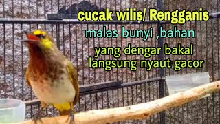 Pancingan cucak Wilis memanggil teman | pancingan rengganis|