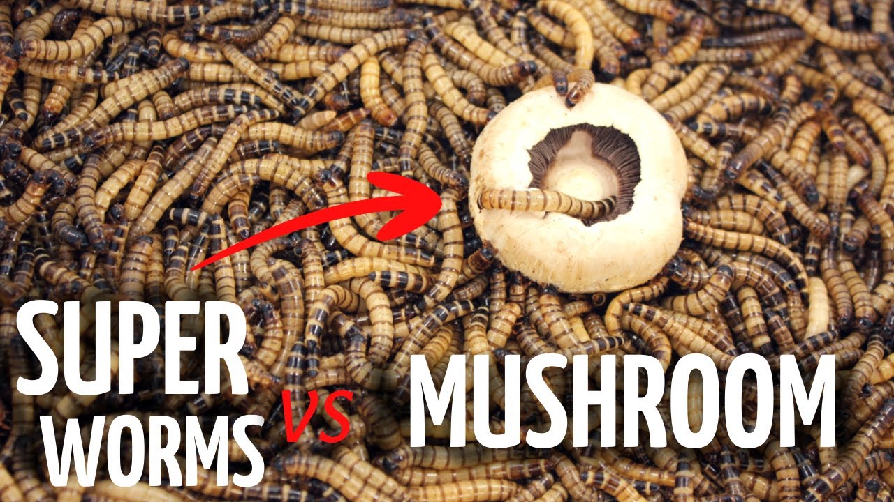 5,000 Mealworms and Mushrooms Timelapse! 5000 Superworms VS Mushroom YouTube