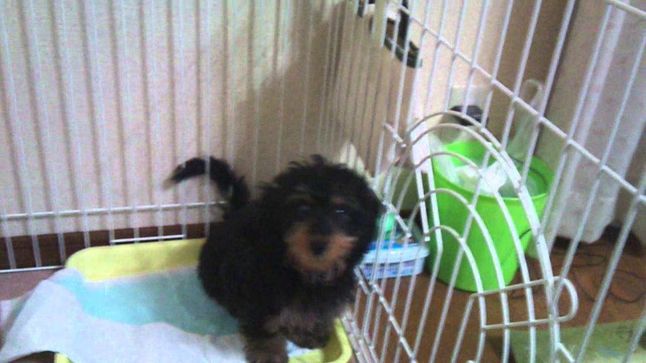 ミックス犬 トイプードル ミニチュアダックスフンド Youtube