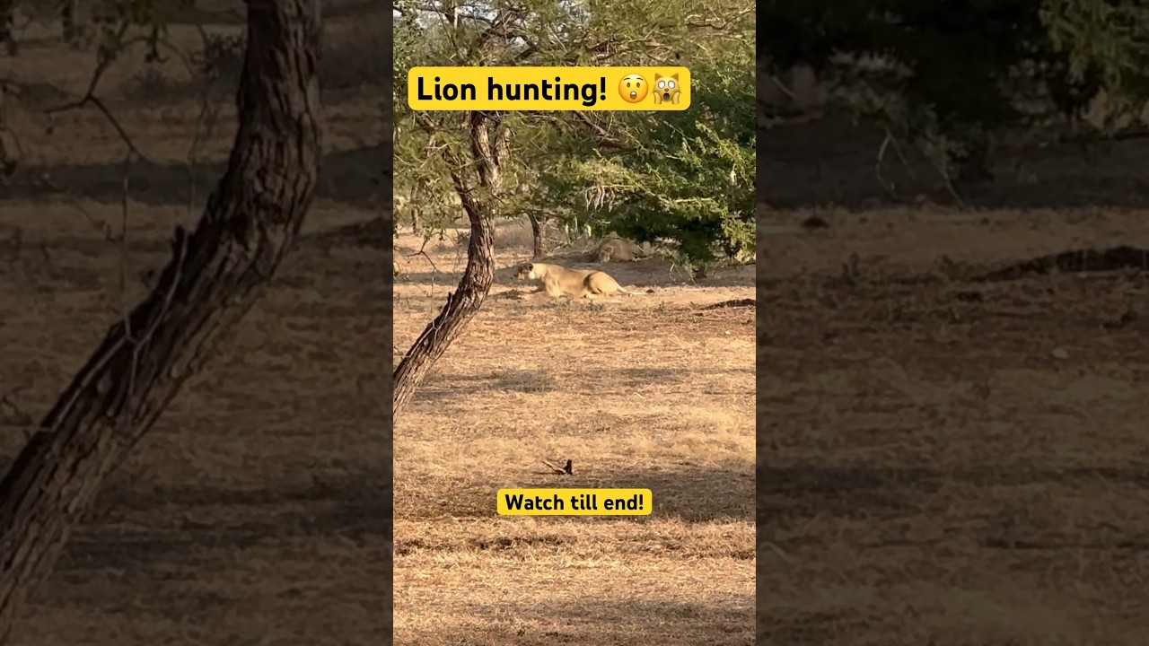 Female lion hunting its prey in India in Gir Jungle 