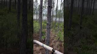 360 view from my deer/hog stand in Otter Creek, Florida