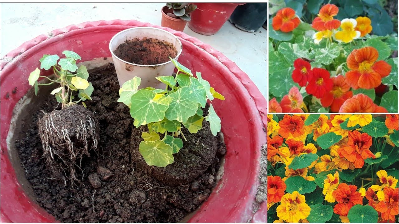 48 din Baad Nasturtium plant ko pot me laga Diya /Repotting Best