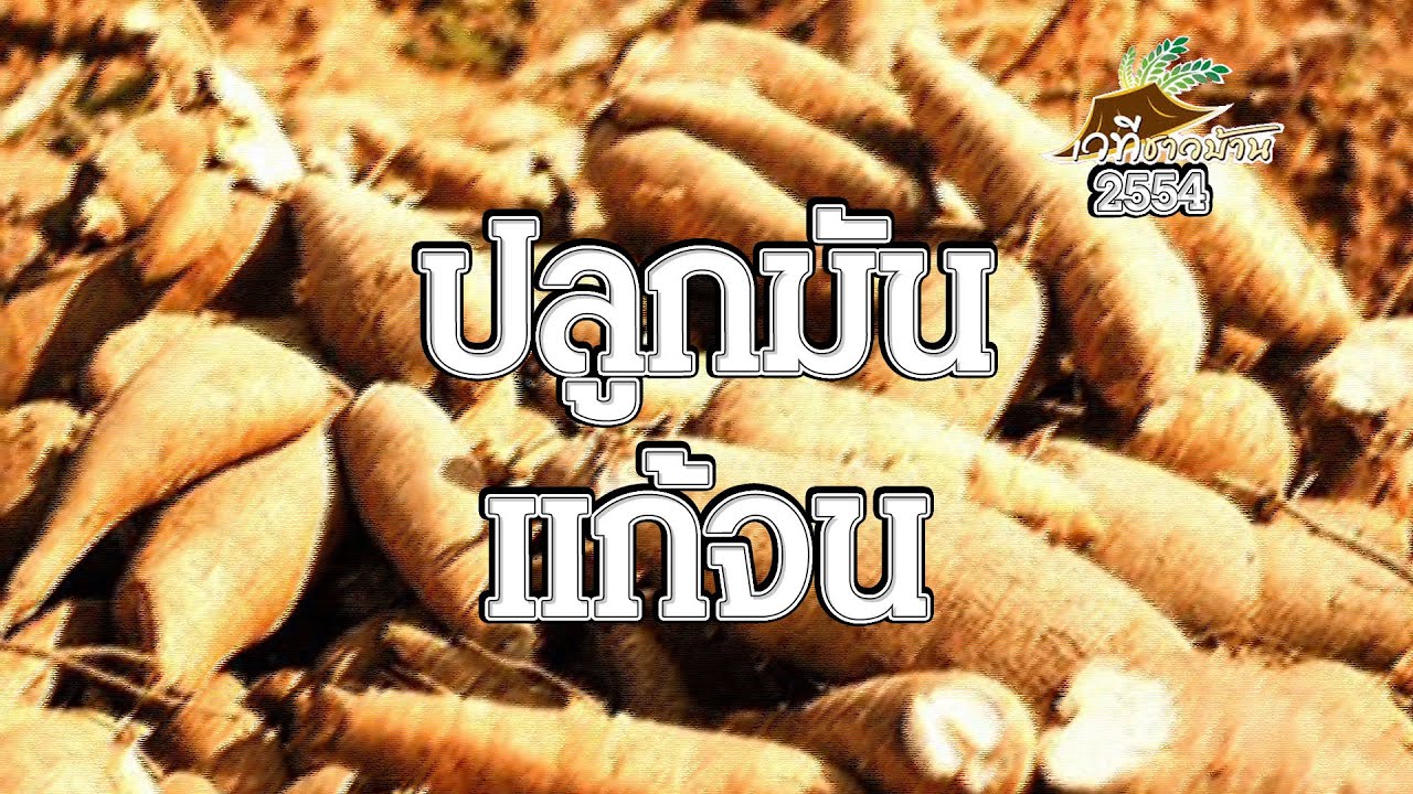 มันสำปะหลังปลูกอย่างไรให้หายจน