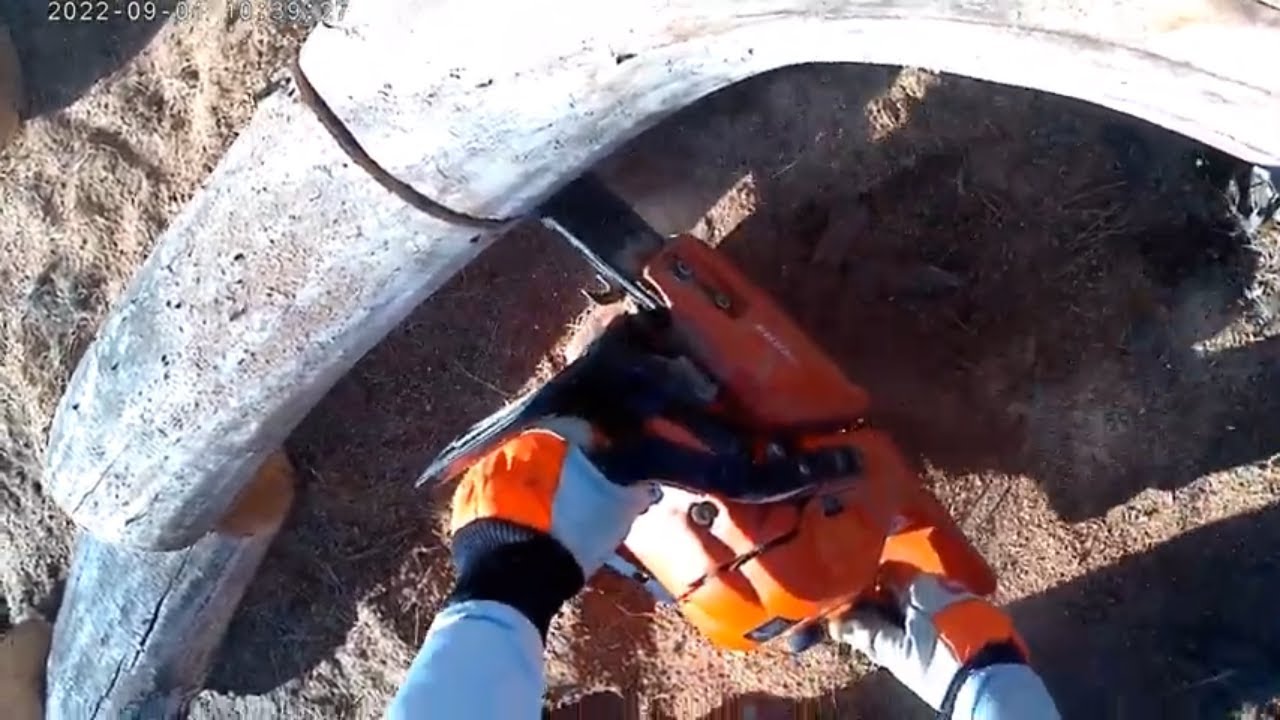 Cutting Some Big Timber for Firewood - YouTube