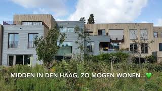 Groene Mient In Den Haag