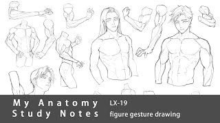 My Anatomy Study Notes LX-19 | male figure gesture drawing