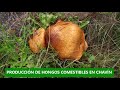 Producción de hongos comestibles 07 04 18