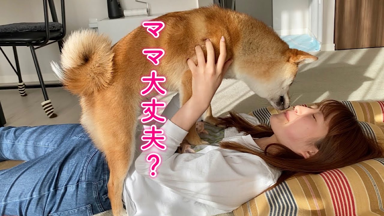 A cute Shiba Inu runs up to his mother who is in agony after