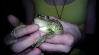 Random Frog Video